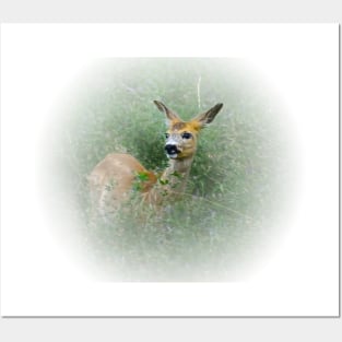 Fawn Posters and Art